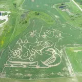 Corn Maze at Rolling Forks Vineyards photo