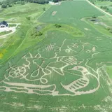 Corn Maze at Rolling Forks Vineyards photo