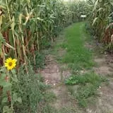 Old McDonald's Farm photo