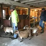 Old McDonald's Farm photo