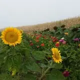 Old McDonald's Farm photo