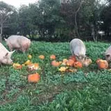 Old McDonald's Farm photo