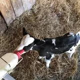 Old McDonald's Farm photo