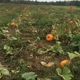 Old McDonald's Farm photo