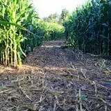 Old McDonald's Farm photo