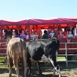 Old McDonald's Farm photo