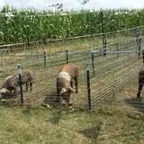 Old McDonald's Farm photo
