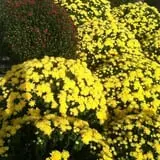 Adkins Produce photo
