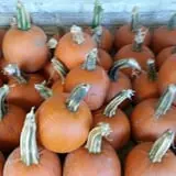 Adkins Produce photo