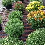 Adkins Produce photo