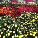 Adkins Produce photo