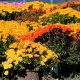 Adkins Produce photo