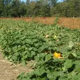 Curry Farms Pumpkin Patch & Corn Maze photo