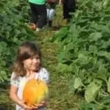 Curry Farms Pumpkin Patch & Corn Maze photo