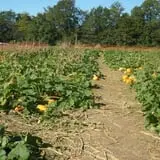 Curry Farms Pumpkin Patch & Corn Maze photo