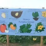 Curry Farms Pumpkin Patch & Corn Maze photo