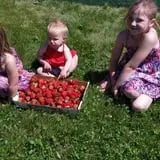 White Pine Berry Farm photo