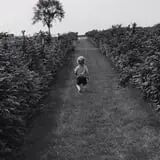 White Pine Berry Farm photo