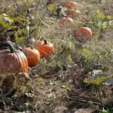 White Pine Berry Farm photo