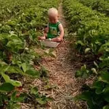 White Pine Berry Farm photo