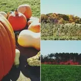 White Pine Berry Farm photo