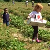 White Pine Berry Farm photo