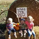 White Pine Berry Farm photo