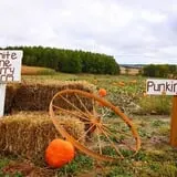 White Pine Berry Farm photo