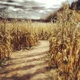 White Pine Berry Farm photo
