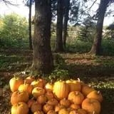 White Pine Berry Farm photo