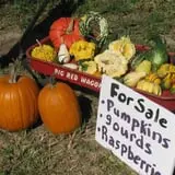 White Pine Berry Farm photo