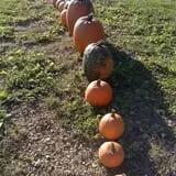 White Pine Berry Farm photo