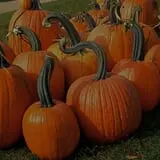 Curran's Orchard photo