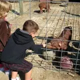 Curran's Orchard photo
