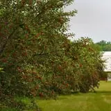Curran's Orchard photo