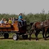 Curran's Orchard photo