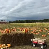 Argos Farm Fall Country Fun photo
