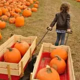 Argos Farm Fall Country Fun photo