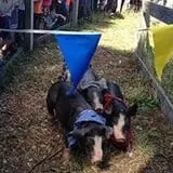 Argos Farm Fall Country Fun photo