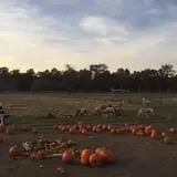 Argos Farm Fall Country Fun photo