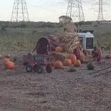 Denny's U-Pick Pumpkins photo