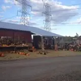 Denny's U-Pick Pumpkins photo