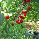 Dressel Farms photo