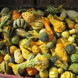 Dressel Farms photo