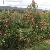 Dressel Farms photo