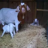 Dressel Farms photo