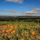 Dressel Farms photo