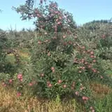Dressel Farms photo