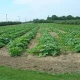 Dressel Farms photo