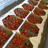 Dressel Farms photo